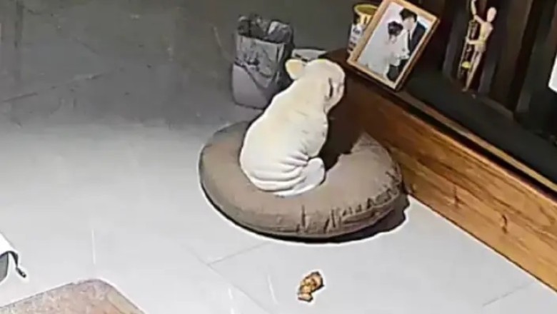 A Heartfelt Lesson: What a Surveillance Camera Revealed About My Dog