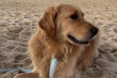 Joy Unleashed: Watch This Dog's Epic Day at the Beach!