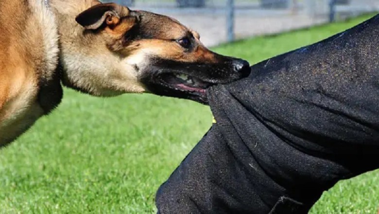 What to Do if a Dog Attacks
