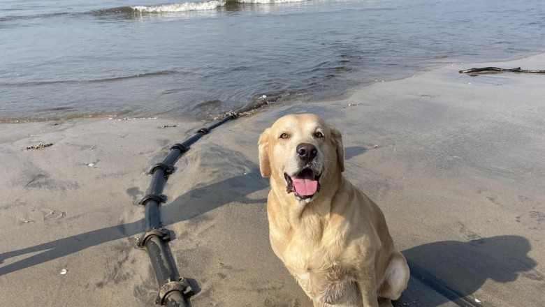 When a Grandmother’s Scrap Hunt Disrupted a Nation: The Internet Cable Incident That Shook Armenia!