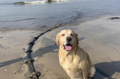 When a Grandmother’s Scrap Hunt Disrupted a Nation: The Internet Cable Incident That Shook Armenia!