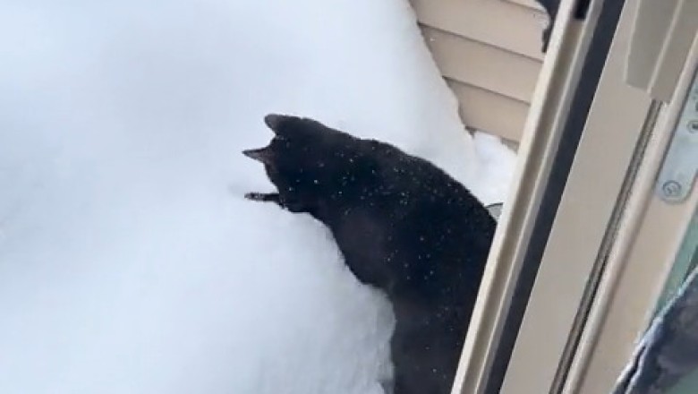Black Cats vs. Winter Wonderland: Stunning Contrasts!