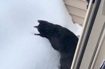 Black Cats vs. Winter Wonderland: Stunning Contrasts!