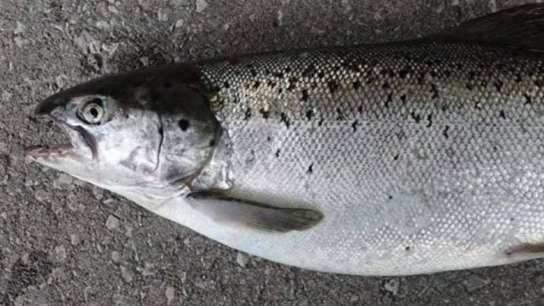 Croatian Fisherman's Unbelievable Catch: Atlantic Salmon Found in Adriatic Sea!