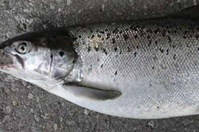 Croatian Fisherman's Unbelievable Catch: Atlantic Salmon Found in Adriatic Sea!