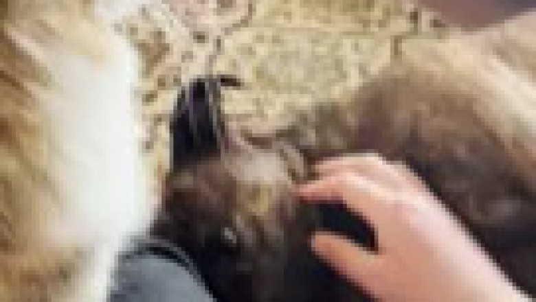 Epic Friendship: The Unlikely Love Story of a Cat and Dog!