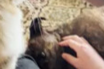 Epic Friendship: The Unlikely Love Story of a Cat and Dog!