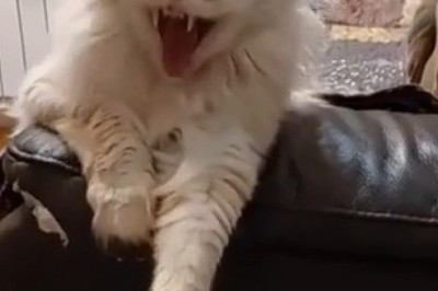 Hilarious Moments of Our Furry Friends: The Funniest Pets on the Internet!