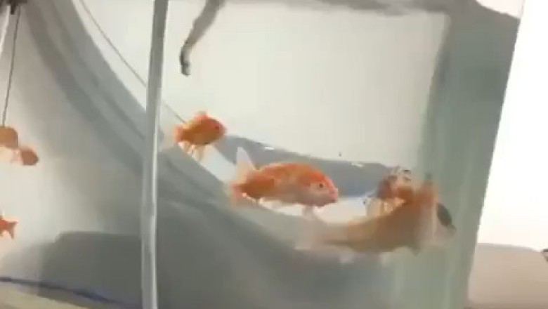 Hilarious Pet Fails: Try Not to Laugh Challenge!