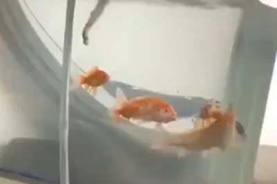 Hilarious Pet Fails: Try Not to Laugh Challenge!