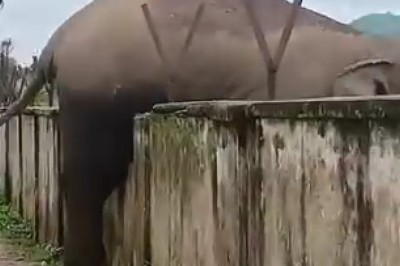 Mind-Blowing Shots: Crazy Moments in the Animal Kingdom!