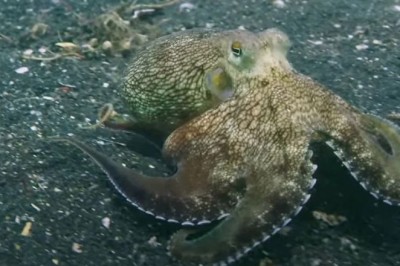 Octopus Takes Aim: Netflix Documentary Captures Octopus Shooting Fish with Siphon