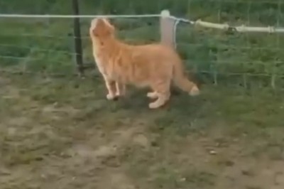 Shocking Moments: Animals Electrocuted on Camera!