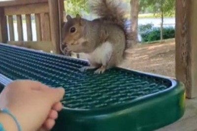 Squirrel Showdown: The Craziest and Most Hilarious Squirrel Attacks Caught on Camera!