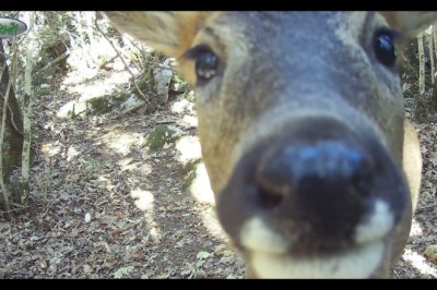 Surprising Forest Encounter: Camera Captures Majestic Deer Up Close!