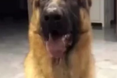 The Amazing Talents of a Shepherd Dog: Watch Him Shine!