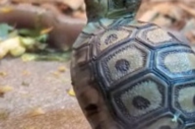 The Incredible Turtle and the Basket: A Heartwarming Adventure!