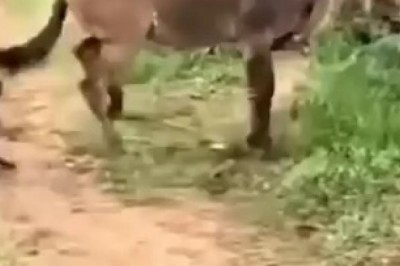 Unbelievable Strongest Horse Kicks! Watch These Powerful Hooves in Action!