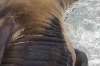 Unlocking the Secrets of the Great Seal: An In-Depth Exploration