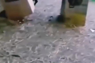 Watch Out! Hilarious Sheep Butts People Mid-Walk!