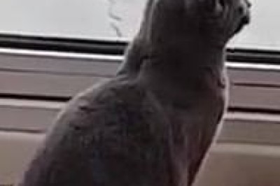 When Your Cat Has a Deep Conversation with Itself!