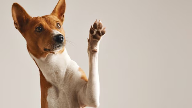 20 Long-Lived Dog Breeds That Will Be Your Loyal Companions for Years!