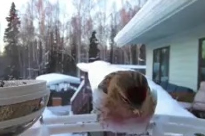 Adorable Bird Enjoying Soup: Cutest Feeding Moment Ever! 🐦