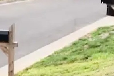 augh Out Loud: Hilarious Pet Antics Compilation!