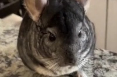 Chinchilla Reading Adventures: A Bookish Journey!