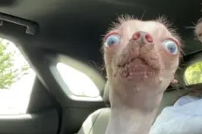 Hilarious Encounter: Two Dogs Barking at Each Other at a Traffic Light!