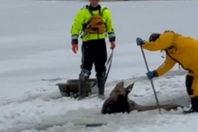 Incredible Moose Rescue on a Frozen Lake: You Won't Believe What Happens! 🦌