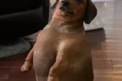 Meet the Dachshund: The Adorable Dog with a Big Personality!