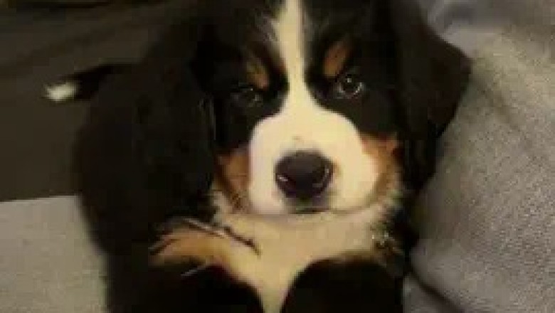 Meet the Majestic Bernese Mountain Dog: A Gentle Giant!