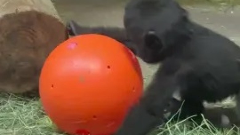 Adorable Baby Gorilla Plays with Ball