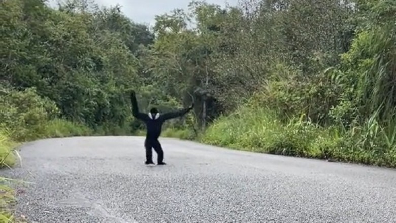 Adorable Duo: A Day in the Life of Two Gibbons