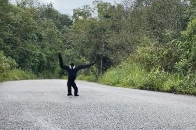 Adorable Duo: A Day in the Life of Two Gibbons