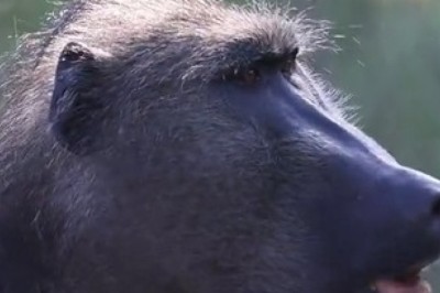 Chacma Baboon Adventures: Wild and Witty Moments!