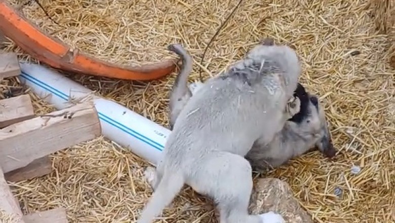 Epic Small Dog Showdown: Who Will Win?