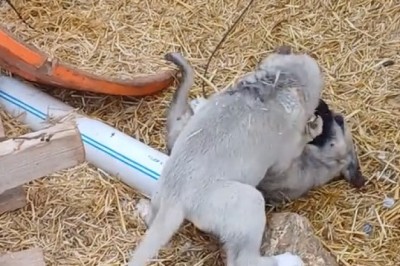 Epic Small Dog Showdown: Who Will Win?