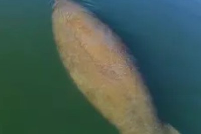 Gentle Giants of the Water: Discovering the Peaceful World of Manatees
