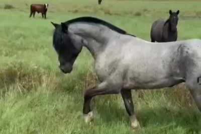 Majestic Beauty: A Glimpse into the Graceful World of Horses