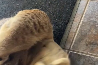 Meerkat vs Mongoose Pets: A Playful Encounter Between Two Curious Creatures