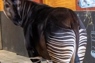 Meet Your New Unusual Pet: The Charming Okapi