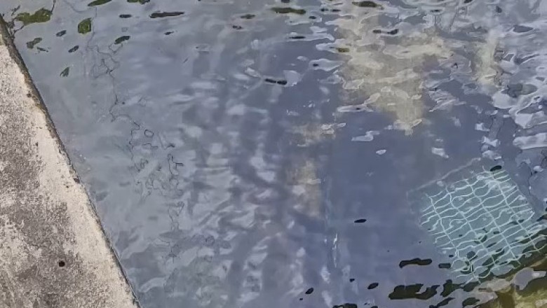 Mysterious Underwater World: The Crocodile's Silent Hunt