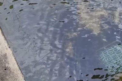 Mysterious Underwater World: The Crocodile's Silent Hunt