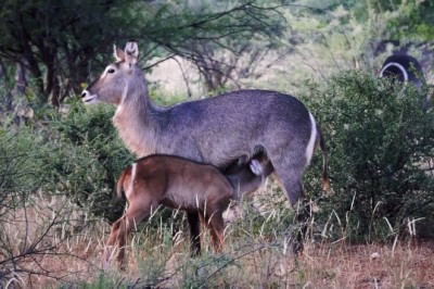 Nurturing Moments: A Gazelle Breastfeeds Her Young in the Forest