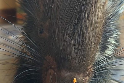 Penny the Porcupine's Carrot Feast: A Heartwarming Snack Time