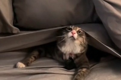 The Funniest Cat Compilation: Hilarious Feline Antics You Can't Miss