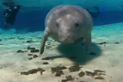 The Gentle Giant of the Sea: An Enchanting Encounter with the Dugong
