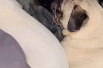 The Peculiar Pooch: A Compilation of Strange and Hilarious Dog Moments
